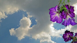 flower  I.jpg
