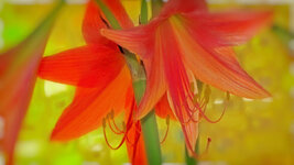 flower  II.jpg