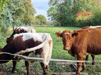 20251012_153152.jpg 20251012_153152.jpg