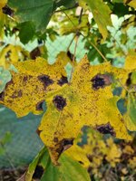 20251009_173627.jpg 20251009_173627.jpg