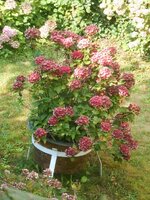 DSCN3786~2.JPG