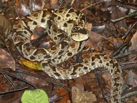 terciopelo fer de lance lanzenotter.jpeg