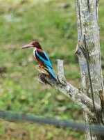 P1110457 (1).JPG