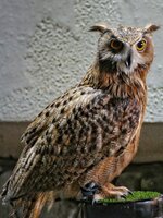Himalajafischuhu (Tawny fish owl).JPG