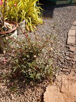 IMG_20231204_101811_547.jpg