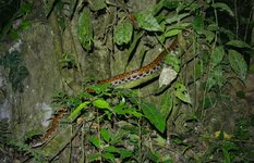 epicrates cenchria rainbow boa.jpeg