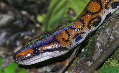 epicrates cenchria 2-01-01-01.jpeg