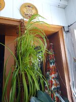 IMG_20250928_122742_713.jpg