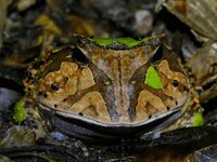 painted hornfrog 12.jpeg