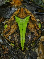 painted hornfrog 10.jpeg