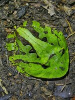 painted hornfrog juv 1.jpeg