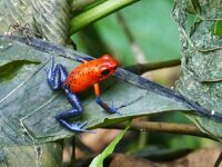 strawberry poison dart frog erdbeerfrosch 1.jpeg