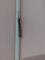 17617126639191771022533793731200.jpg 17617126639191771022533793731200.jpg