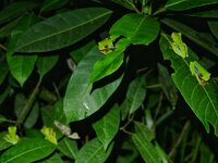 parachuting red eyed leaf frogs 3.jpeg