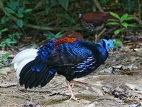 crested firebacks 2.jpeg