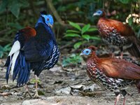 crested firebacks 3.jpeg