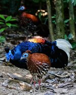 crested firebacks 6.jpeg