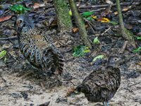 malaysian peacock pheasant 4.jpeg malaysian peacock pheasant 4.jpeg
