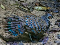 malaysian peacock pheasant 2-01.jpeg malaysian peacock pheasant 2-01.jpeg