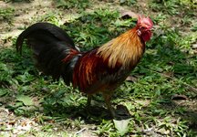 jungle fowl.JPG