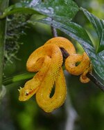 eyelash palm pitviper Greifschwanz-Palmlanzenotter 5-01.jpeg