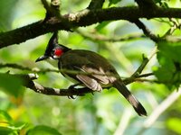 red whiskered bulbul.jpeg