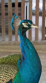 PXL_20251116_070040013.jpg PXL_20251116_070040013.jpg