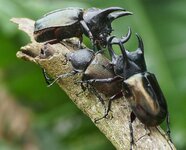 atlas beetle - chalcosoma atlas.jpeg