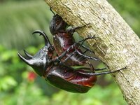 atlas beetle - chalcosoma atlas 2.jpeg