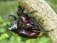 atlas beetle - chalcosoma atlas 1.jpeg