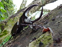 three horn beetle - Chalcosoma moellenkampi.JPG three horn beetle - Chalcosoma moellenkampi.JPG