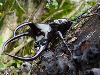 Chalcosoma atlas 2.JPG Chalcosoma atlas 2.JPG