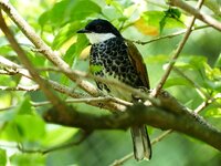 scarly brested bulbul.jpeg