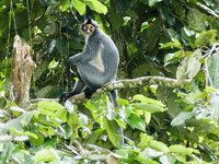 sabah langur 7.jpeg