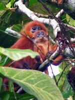 red leaf langur 2.JPG