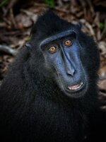 sulawesi black macaque 55-01.jpeg