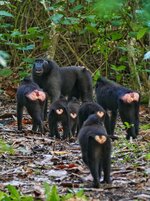 sulawesi black macaque 77.jpeg