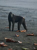 sulawesi black macaque 10.jpeg
