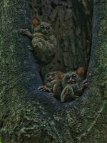 gursky's spectral tarsier 2.jpeg