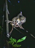 gursky's spectral tarsier 30.jpeg