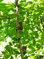 gursky's spectral tarsier 8.jpeg