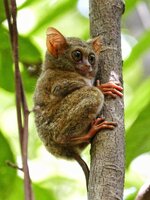 gursky's spectral tarsier 12.jpeg