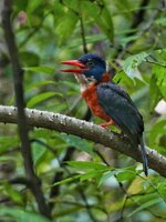 green-back kingfisher.jpeg
