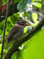 Scarly breasted kingfisher 2.jpeg