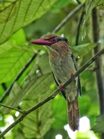 sulawesi lilac cheeked kingfisher 3.jpeg