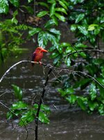 ruddy kingfisher 22.jpeg