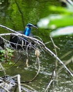 sulawesi common kingfisher 2.jpeg