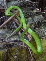 grey tailed racer.jpeg