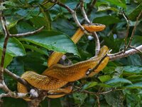 Grey tailed racer 3.jpeg