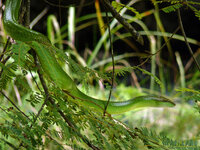 red tailed racer (2).jpg